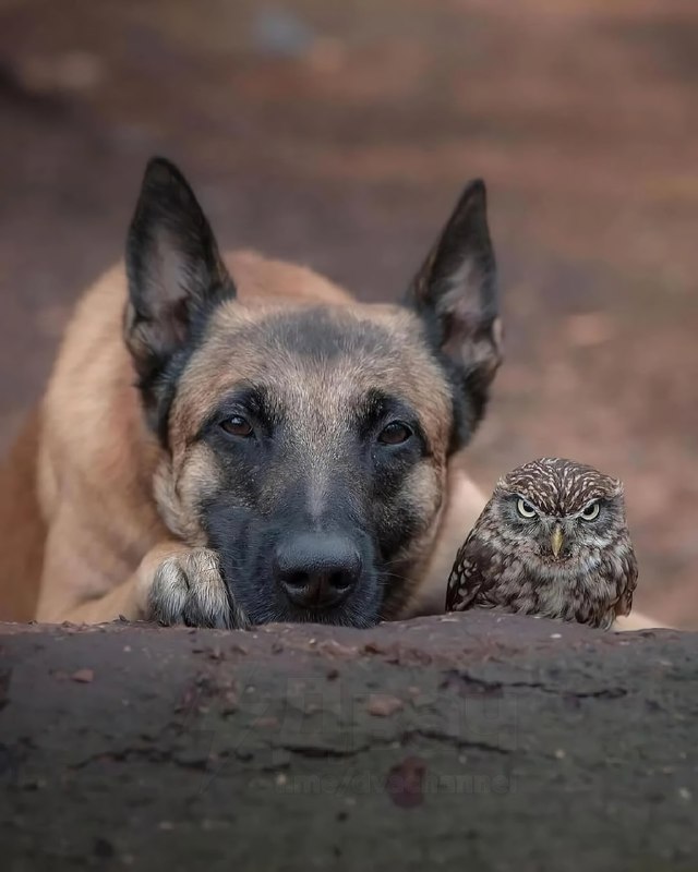 Отвлекитесь на минутку и посмотрите трогательную фотосессию бельгийской овчарки Инго и сычей: это ми