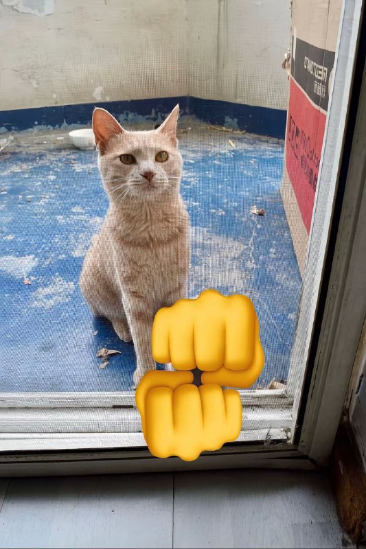 Когда кошка пропала на пару недель а потом вернулась: