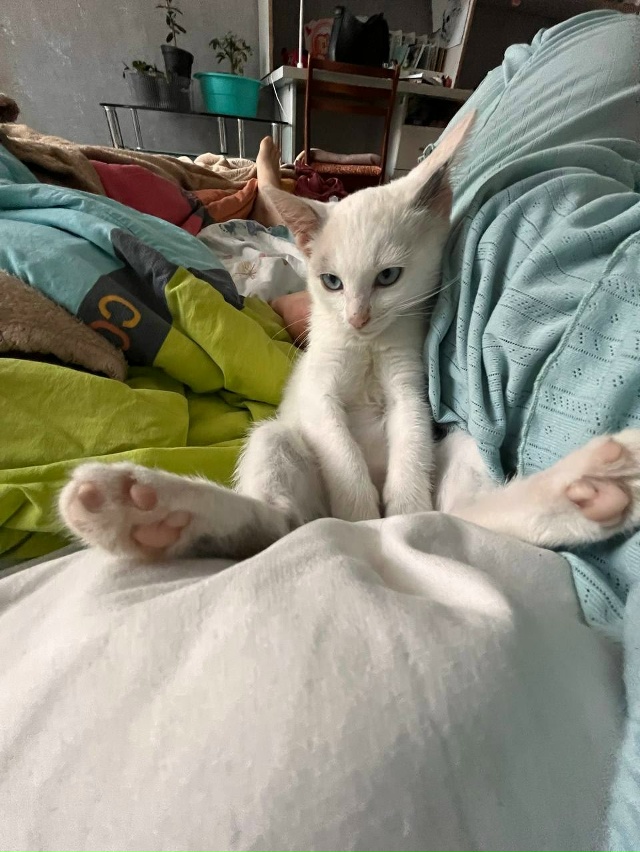 Потерялась кошка по кличке Соба 11.11.25, ориентировочно в...