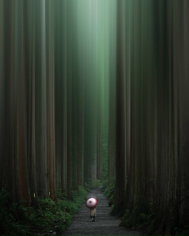🌍 Бамбуковый лес — место, где тишина становится звуко...