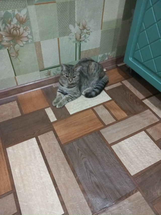 Домашние молодые кот и кошечка 7 мес., кот кастрированы?...