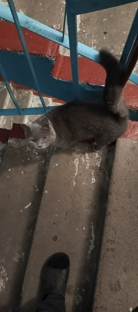 Никто котю не терял? С ошейником
