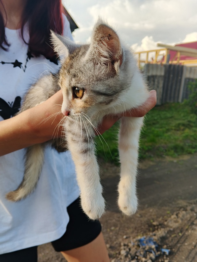 Кому нужен котенок, девочка, ласковая и послушная , нах?...