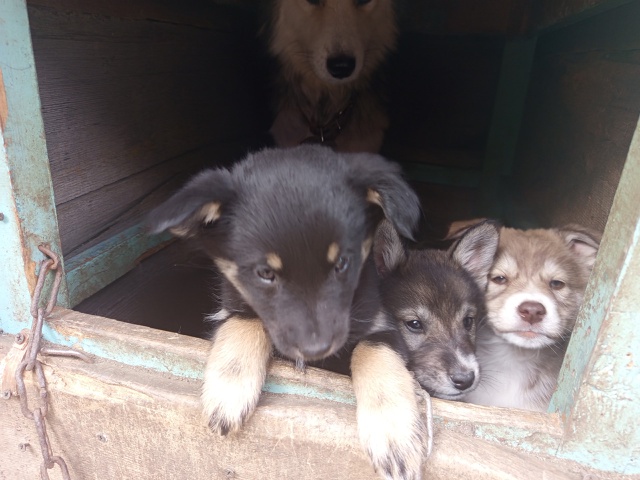 Разбирай милоту родились 5 августа мама хаски папа лай...