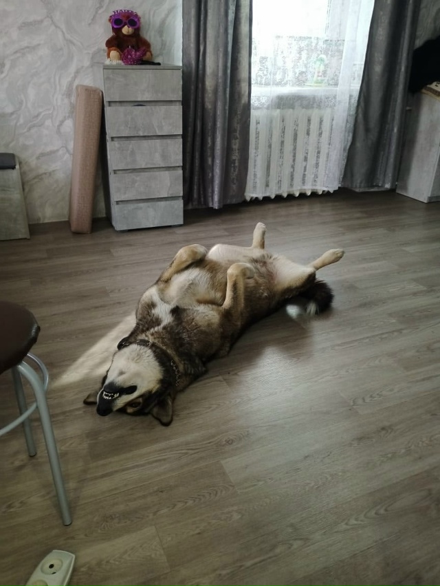 Я в полном шоке, что творится у нас в городе!!!! Этот пёс ?...