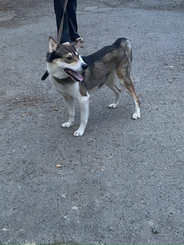 Чья, а вернее чей? Бегает на Скорынина 7. Нагло пристает ...