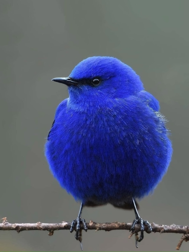 Грандала или Лазоревая птица
Самцы блистают синевой, ?...