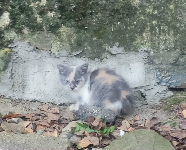 Маленькие бездомные комочки ищут добрые руки! котятам ...