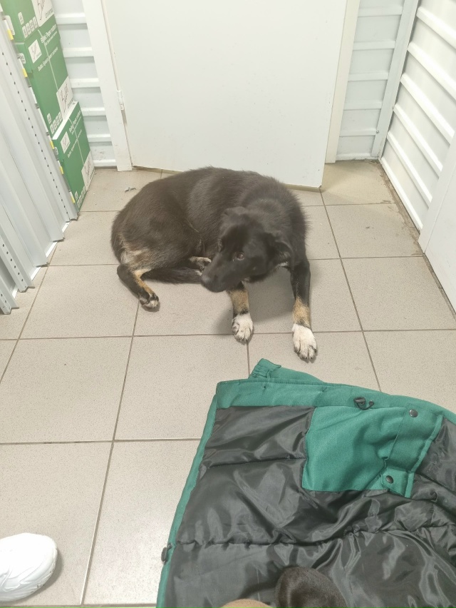 SOS!!!!
ПОМОГИТЕ!!!
Собака дворовая на Арбате , ощенила на у...