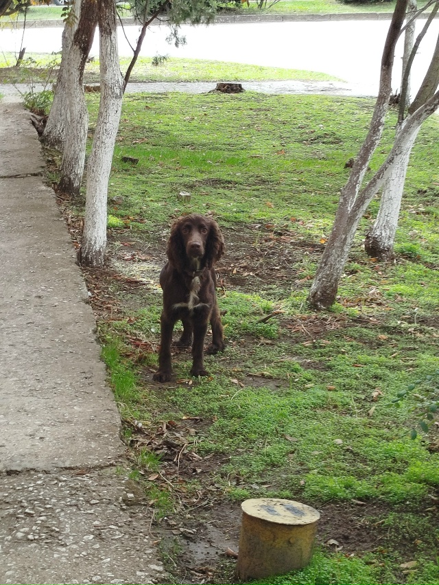 Найдена собака. Была в районе музыкальной школы на ул. ?...