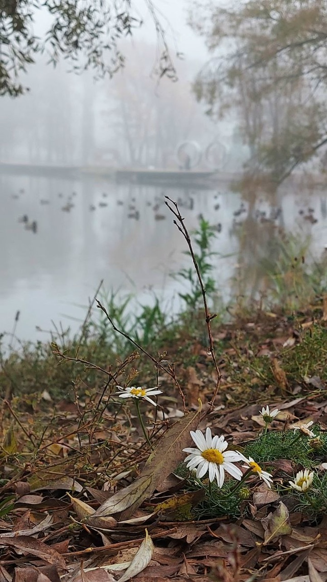 Брагино в тумане. Листайте.