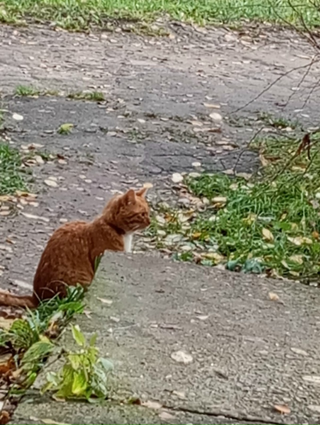 Чей кот рыжий с белой грудкой и с ошейником. Сидит у дом...