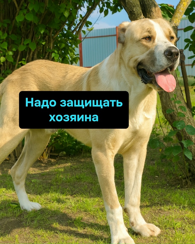 Когда миссия “охранять” внезапно сменяется на миссию...