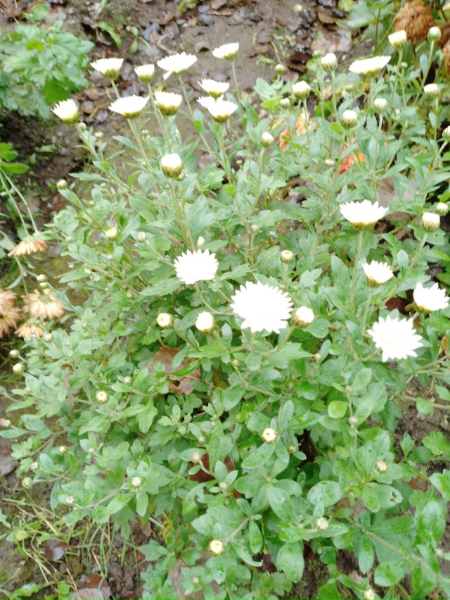 Стойкие хризантемы все еще цветут перед Покровом
#оку?...