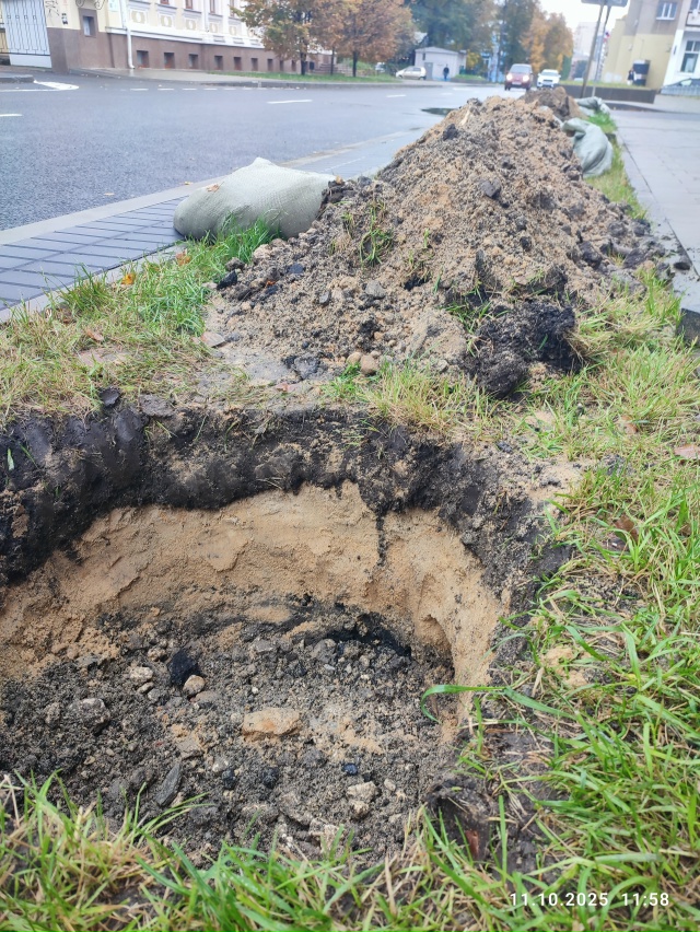 Осенью на городских улицах собираются посадить 600 дере...