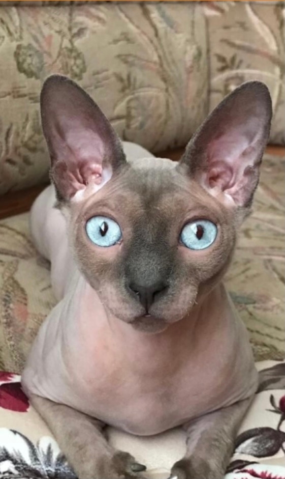 Сегодня Бесику 7 лет 😸🐾🐈🎊🎂. Добрая , умная , харизм?...