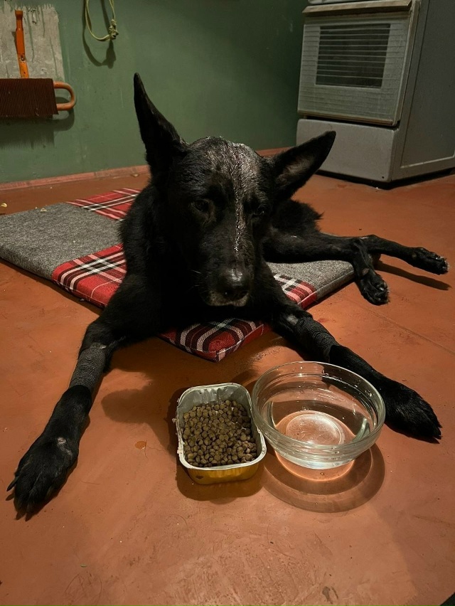 Избил молотком собаку и выбросил ее на помойку...
На пр?...