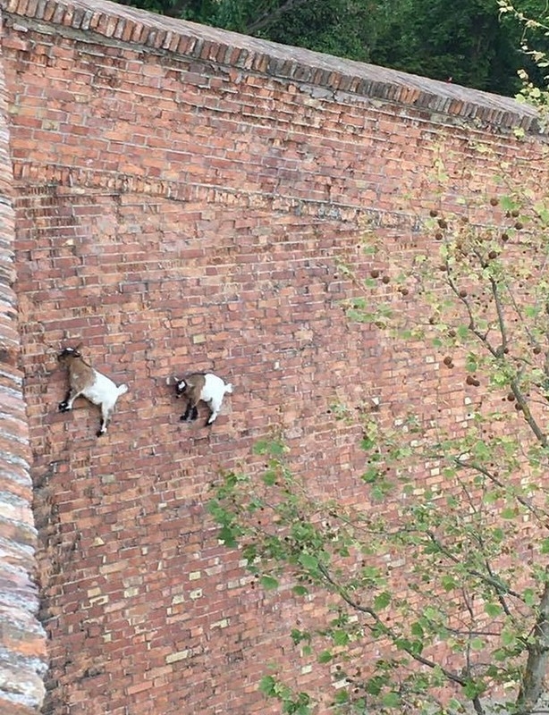 Гoрные козлы не знают, что такое гравитация! Они настол?...