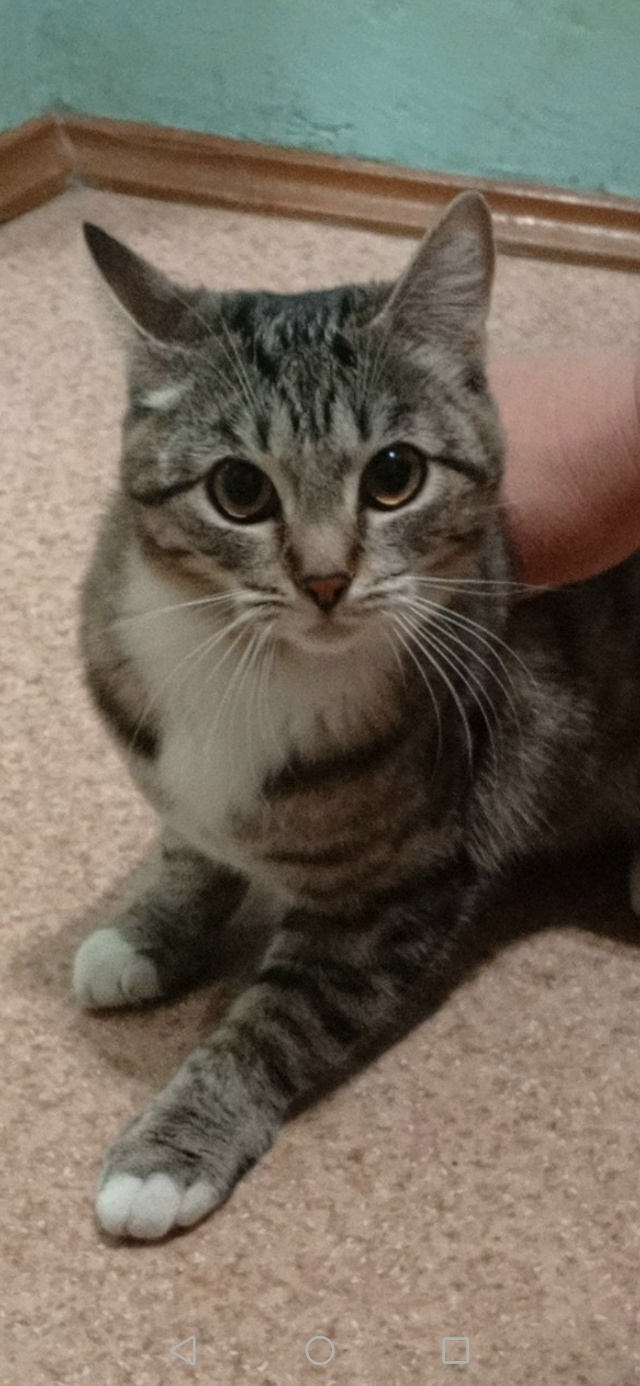 Найдена кошечка в 4 мкр. Ухоженная, чистая, видно что до?...