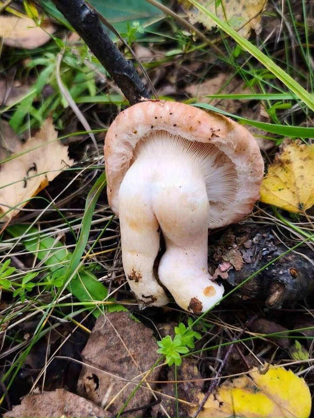 В лесах стали появляться… жопята ?