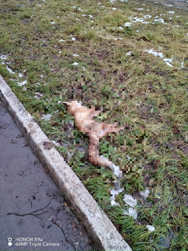 микрайон - 1, обнаружена лиса
от подписчика