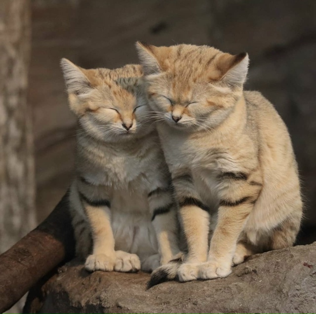 Песчаные котики — это самые маленькие дикие кошки, кот...