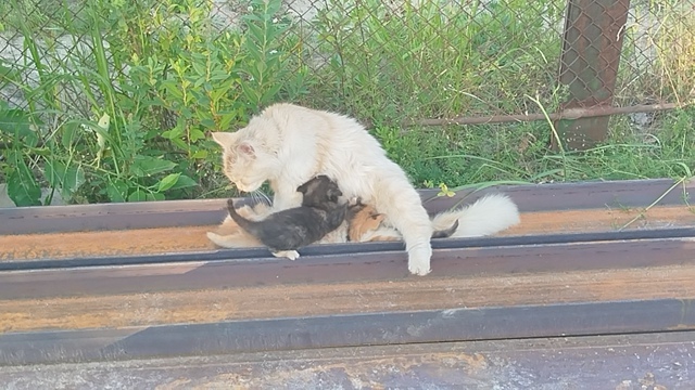 Кому нужны котята от хорошей кошечки? ( бездомная сама, ...