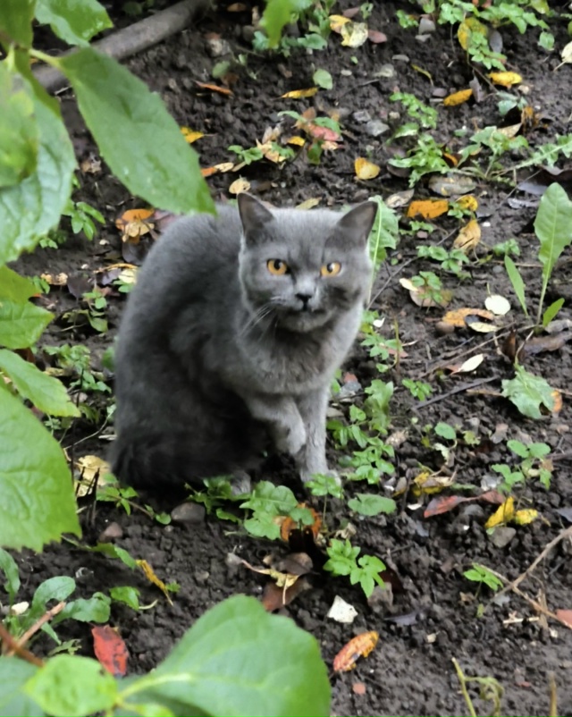 СПАСИБО АДМИНИСТРАТОР
КОШЕЧКА ДОМА !!!!