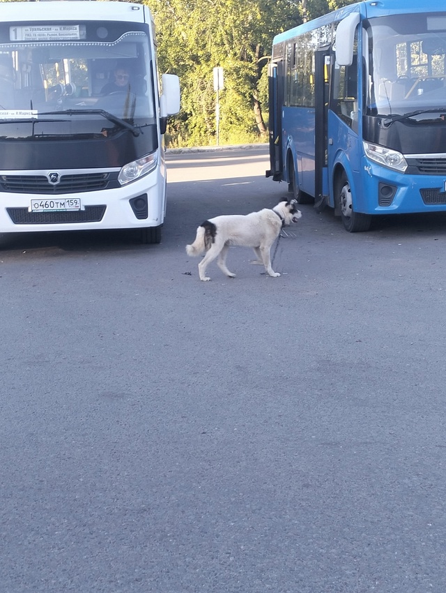 Добрый вечер! Опубликуйте пожалуйста. На конечке Ураль...