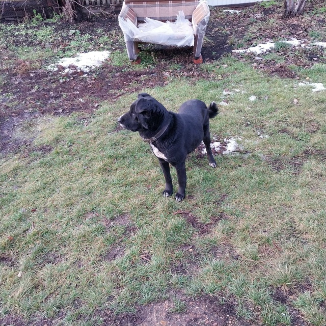 Потерялась собака, девочка , средних размеров , помоги?...