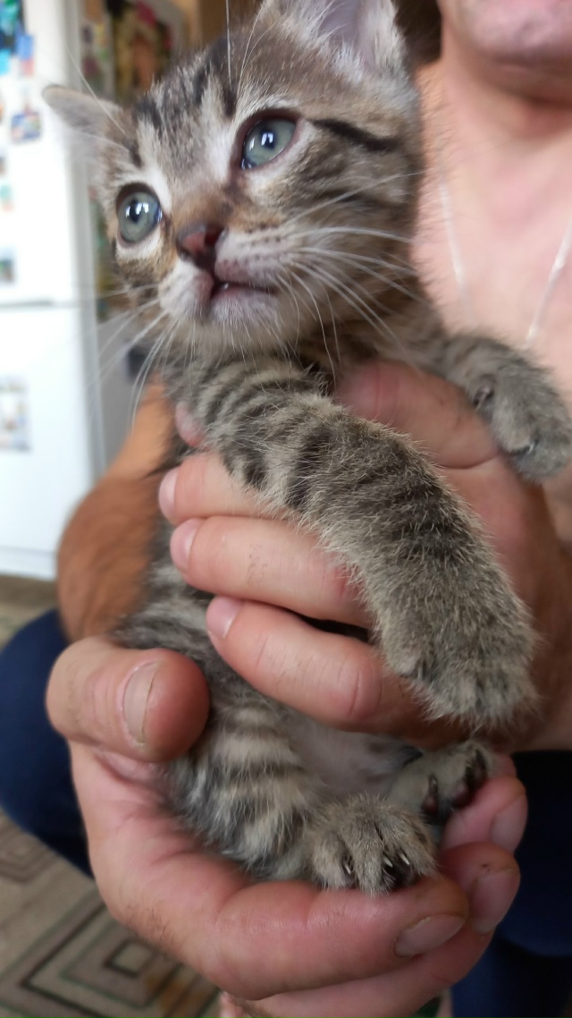 Отдам котенка,мальчик.89530016329