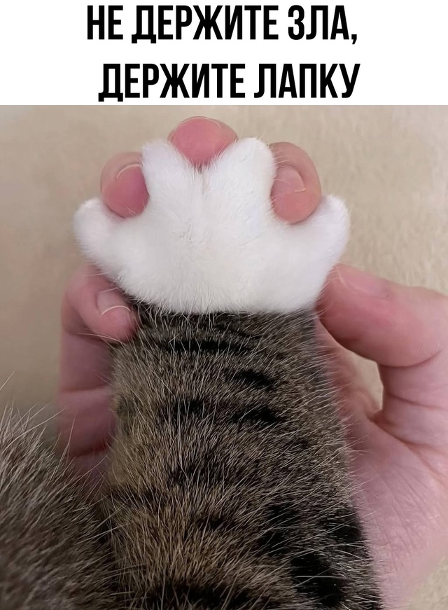 Не держите зла на лапку