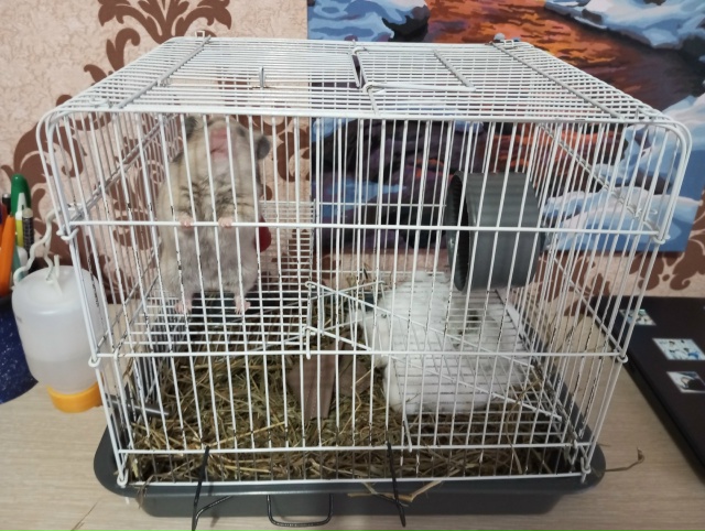 отдам в добрые руки сирийского хомяка, с причиной пере?...