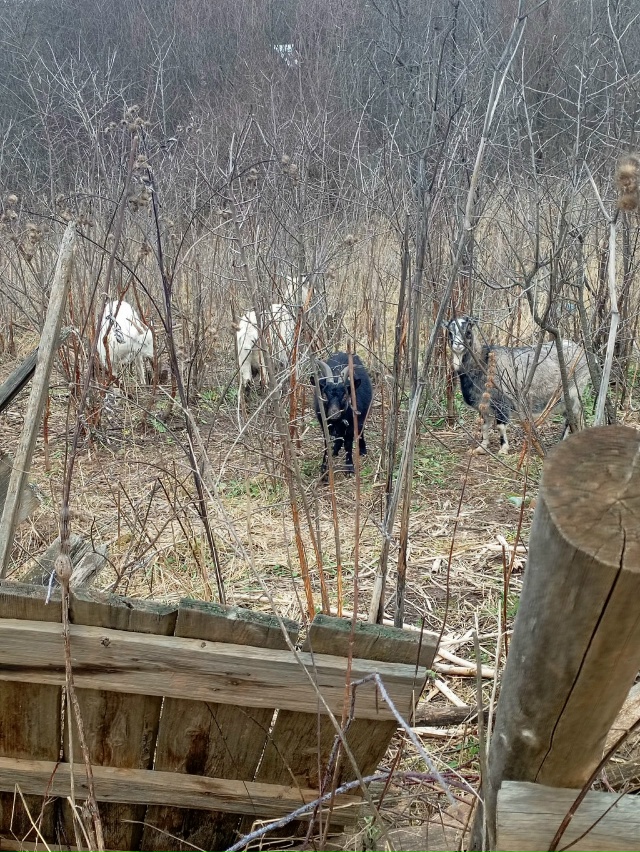 Уже больше недели не видим хозяйку у козлячьего стада. ...