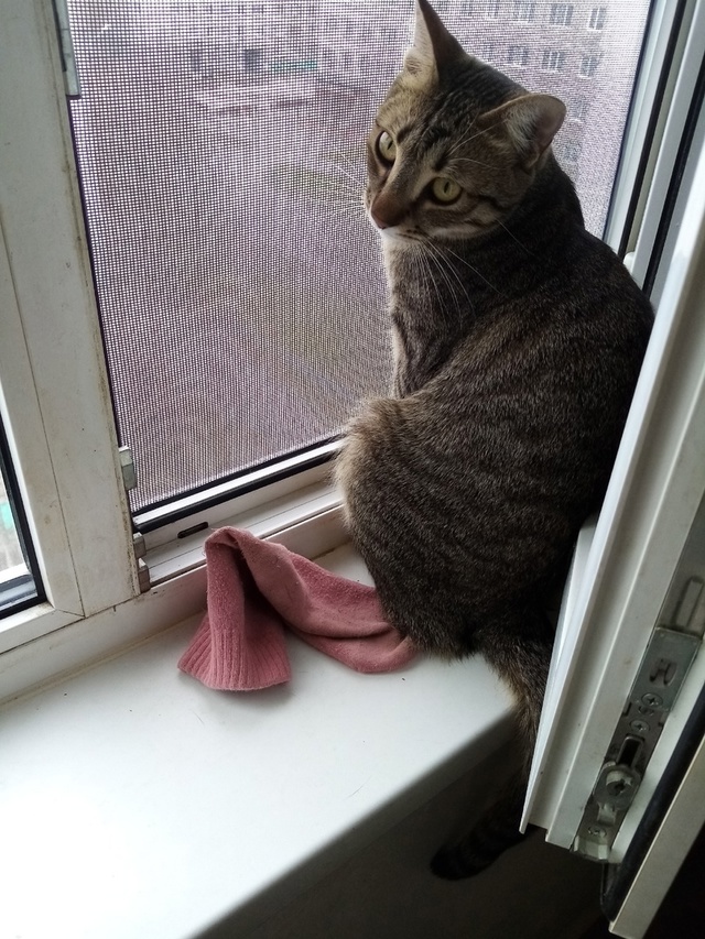 Потерялся котик. Серенький, домашний, может отзываться...