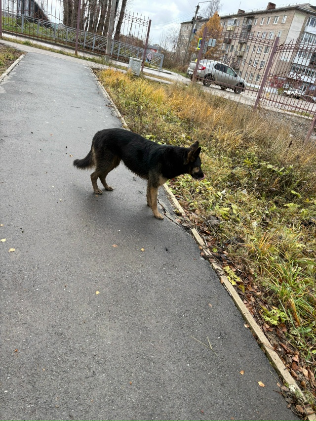 Похожа на овчарку, бегает по парку. Может кто-то ищет. А?...
