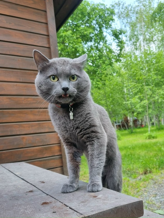 Здравствуйте. Пропал кот, ушел вчера и не вернулся.
Рай?...