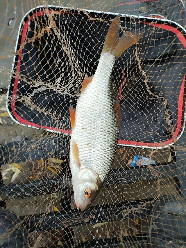 Кто рано встает в Можайске, того радует улов 🎣