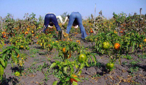🧑‍🌾 Сегодня отмечается День дачника
Отправь дачнику и получишь кабачок)