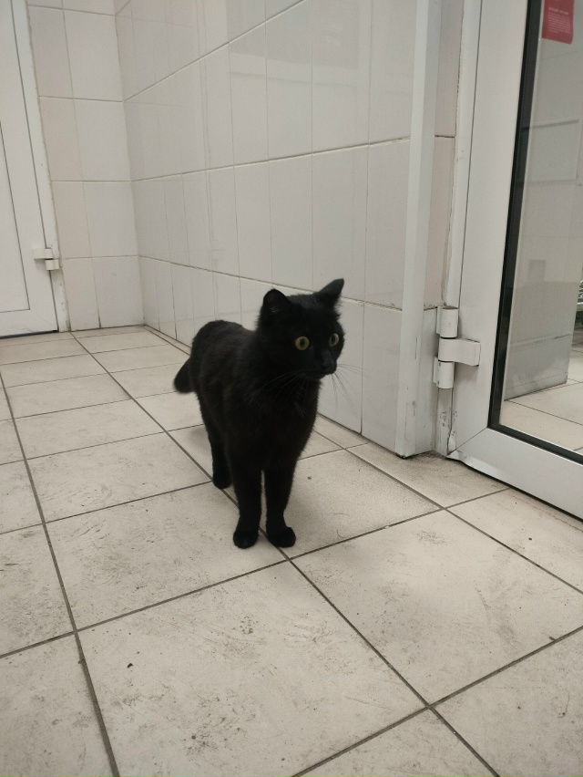 чья кошка? бегает по улице, забегает в магнит, жалобно м...