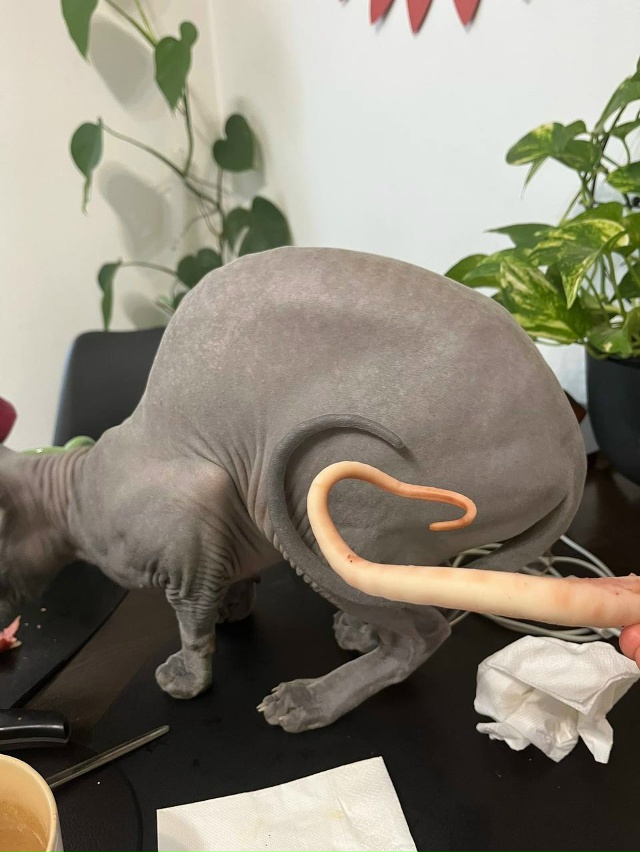 你好，我親愛的朋友，大眼睛！ 看著並享受我們的菜餚，我們的省份！ 獅??...