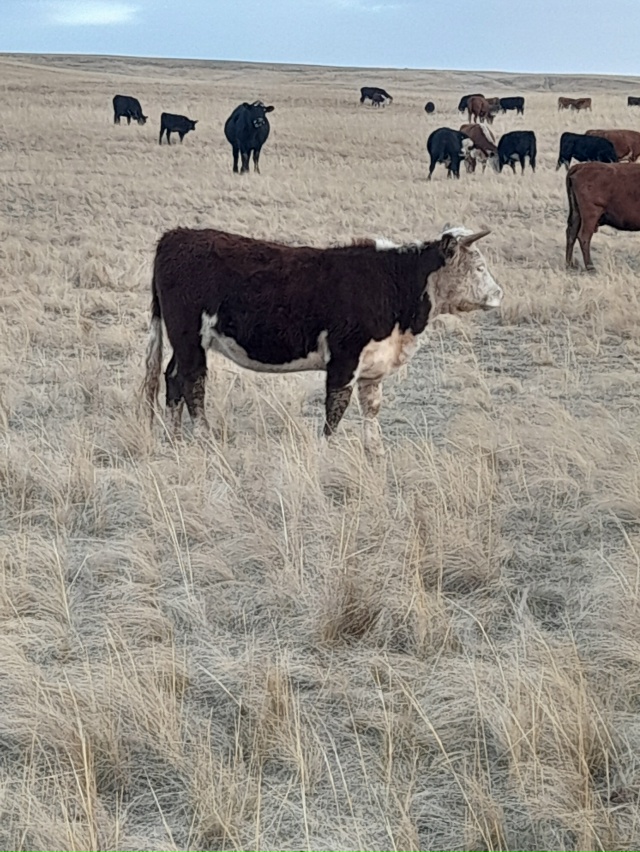 Продам 89325322656