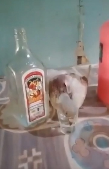 Что-то голубь совсем перебрал...