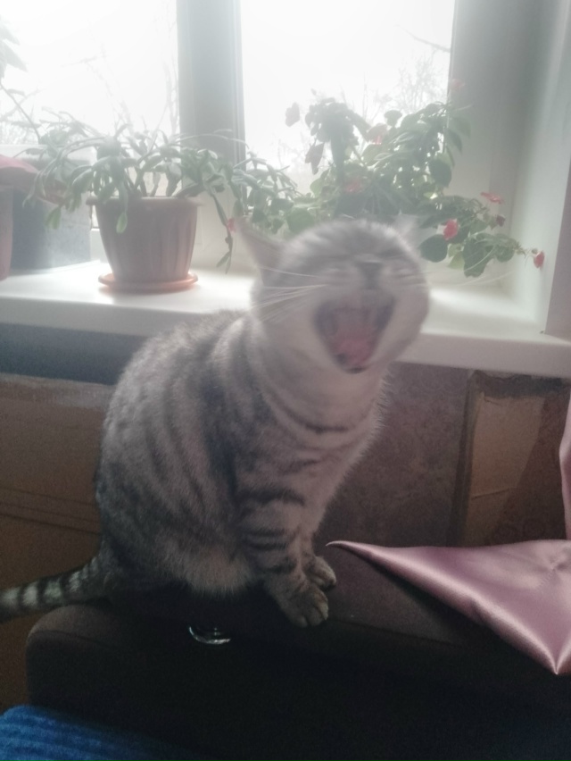 Не выспался, зевота