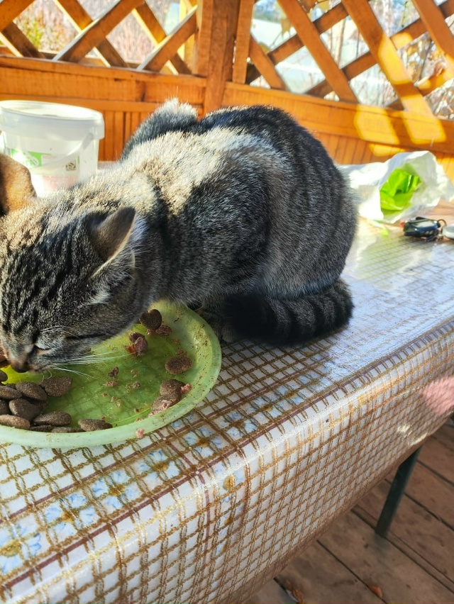В садах №2 затерялся совсем молодой бедняга, может кто ...