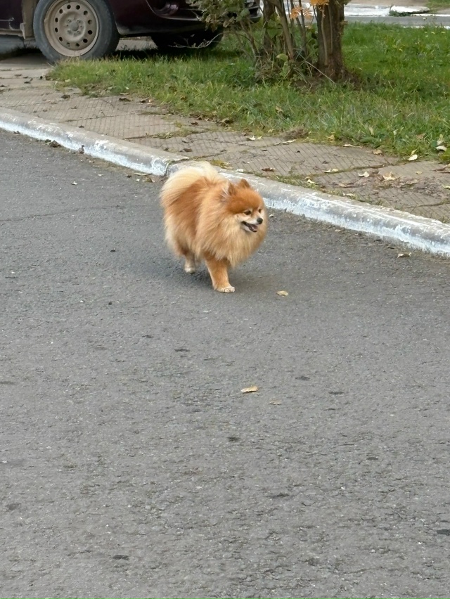 В районе Комиссара Утробина 12 бегает собачка, как будт?...