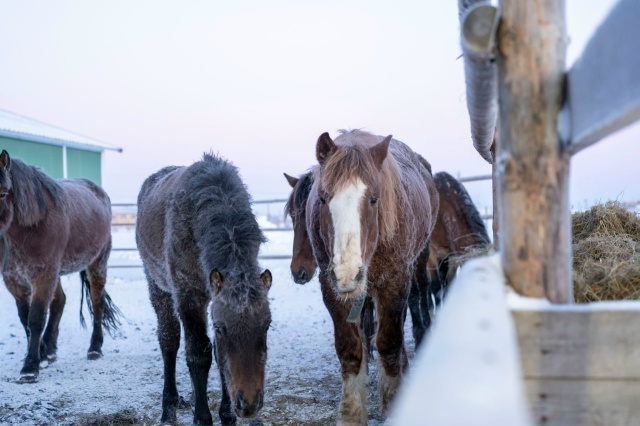 Вы знали, что в Тельвиске есть прекрасный символ насту?...