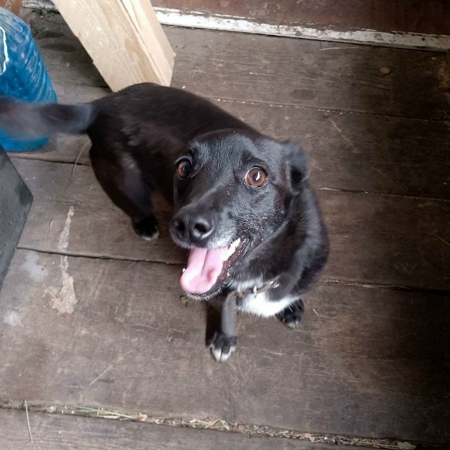 📍г. Бородино.
Отдаются в добрые руки собачки разного в...