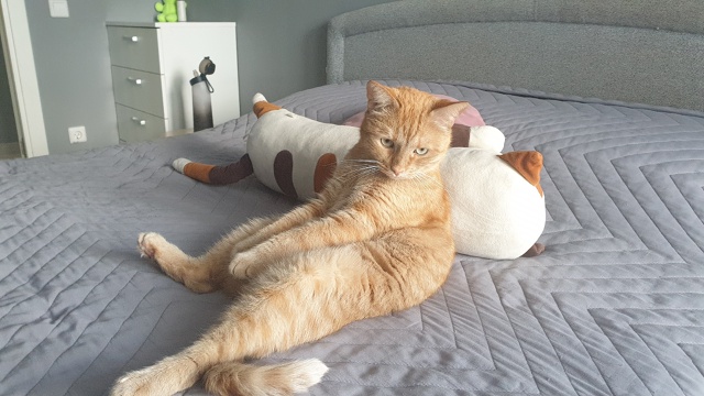 Тяжела жизнь кота 🐱