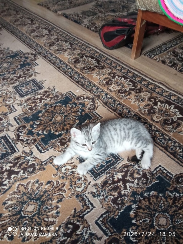 Отдадим в хорошие руки
Кушает и ходит в лоток сам:)
Пис?...